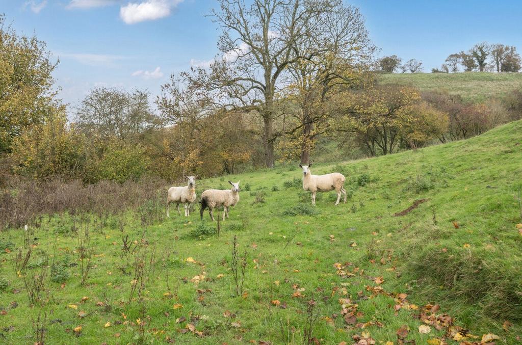 Far Paddock