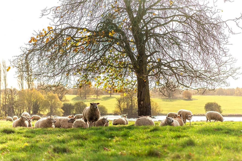 Sheep