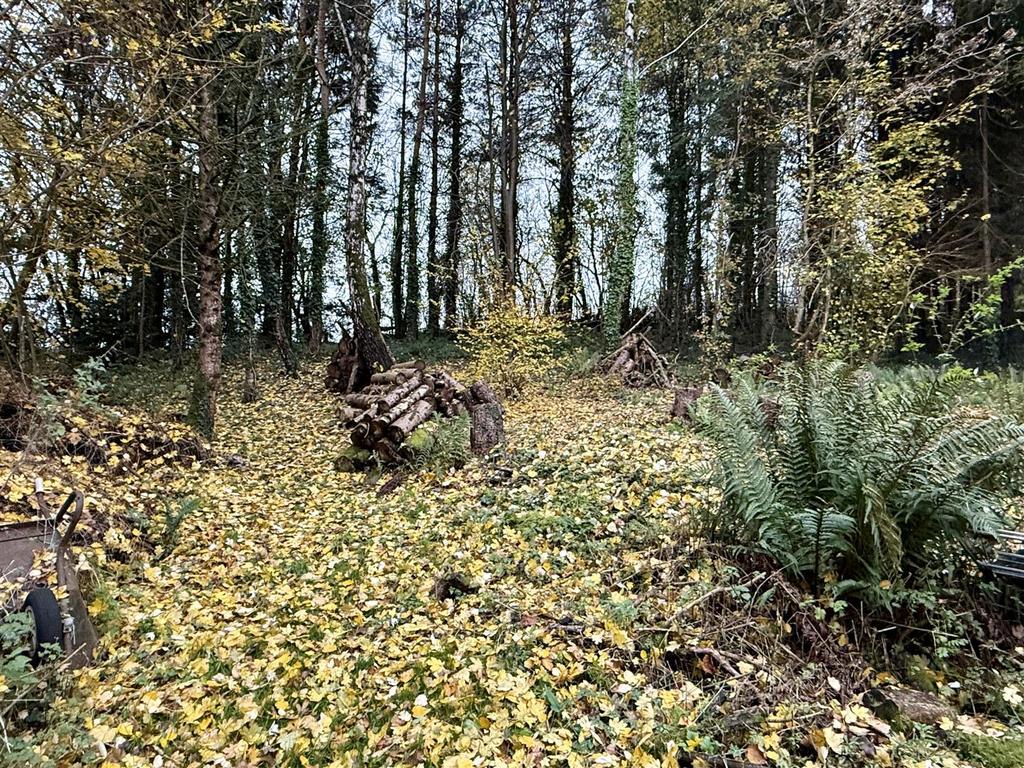 IMG 0775.jpeg
