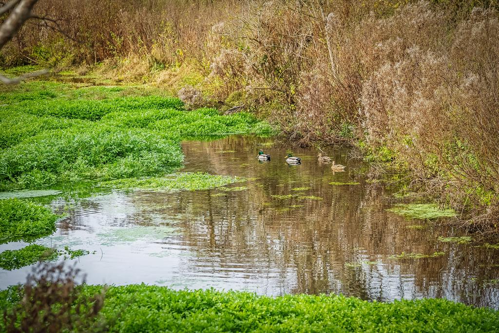 Photo 36