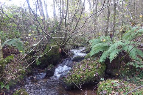 undefined, Coed Gwinllan Tyddyn, Penygroes, Gwynedd LL54