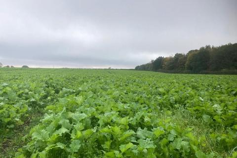undefined, 117.29 Acres Of Stubble Turnips, Home Farm, Rangemore