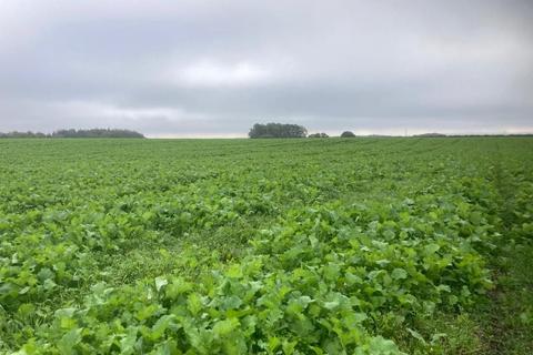undefined, 117.29 Acres Of Stubble Turnips, Home Farm, Rangemore