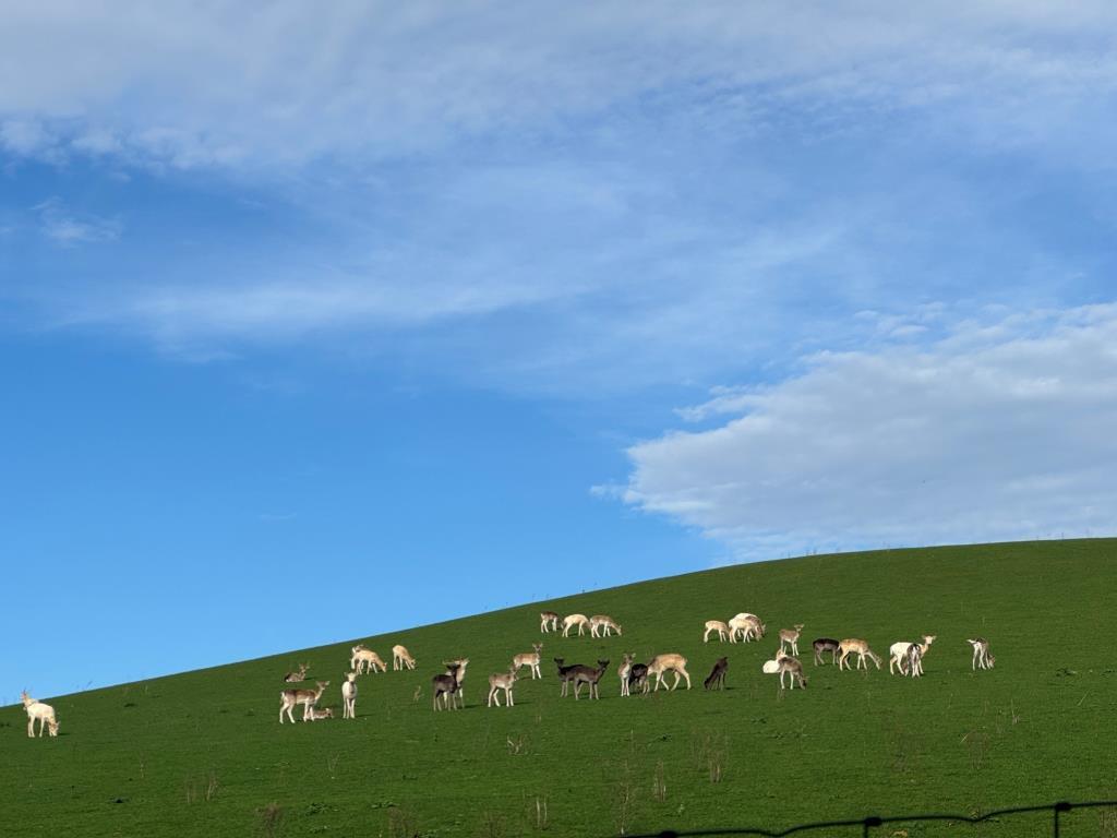 Looking From The Site Towards the Deer Farm