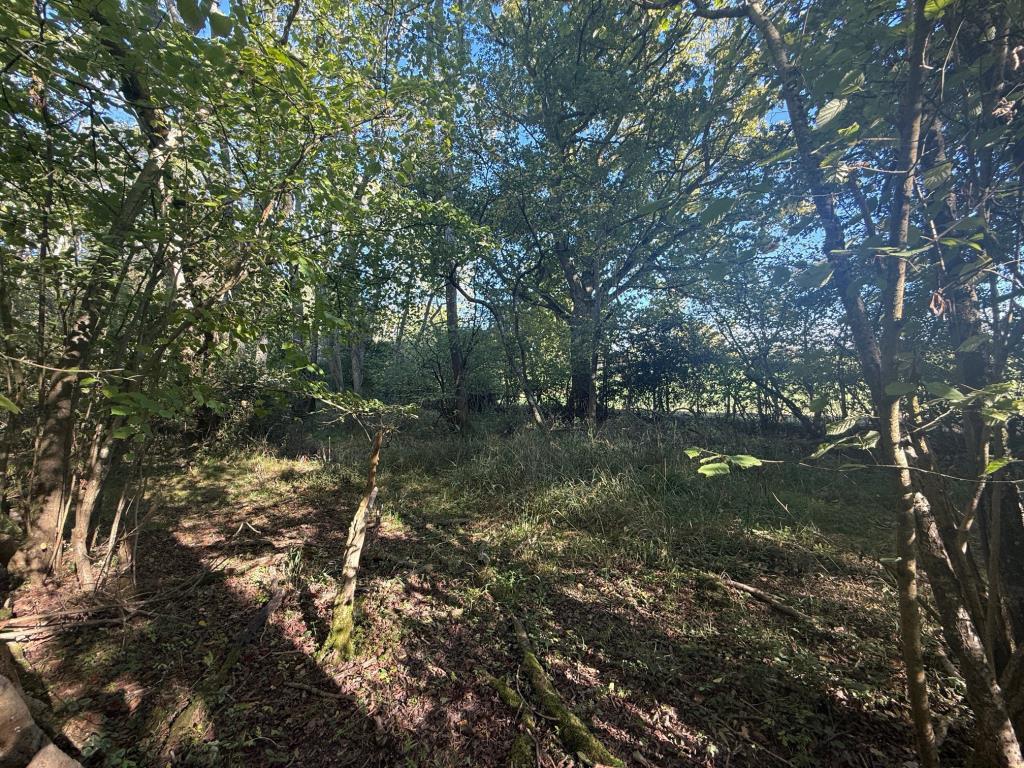 Woodland