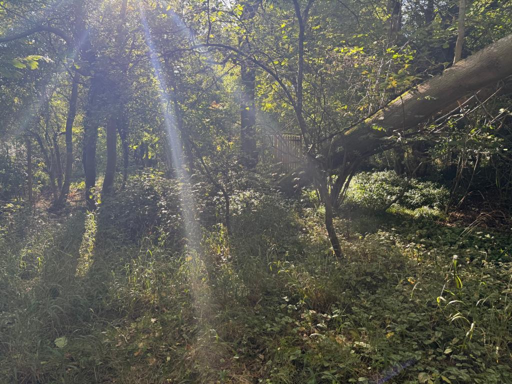 Woodland