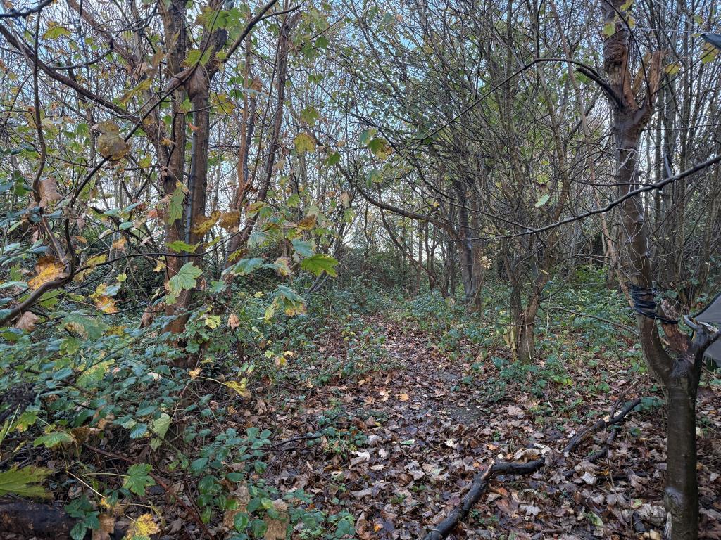 View of footpath through woodland