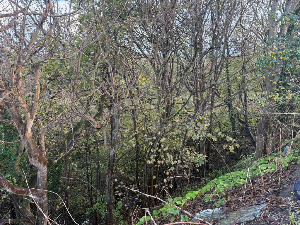Overgrown woodland from western edge