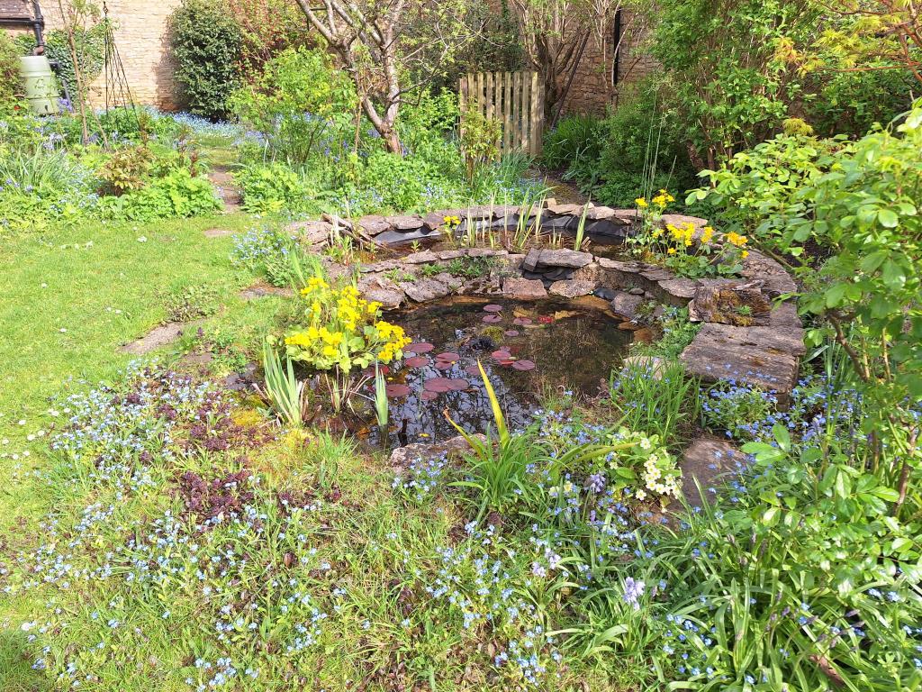 Pond in the summer