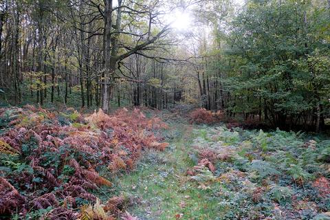 undefined, Witherenden Hill, Etchingham TN19