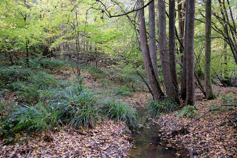 Woodland for sale, Witherenden Hill, Etchingham TN19
