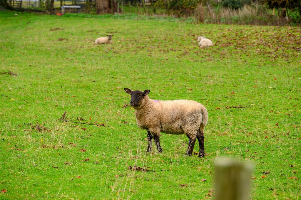 Manor farm aislaby-25[1].jpg