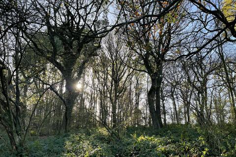 undefined, Didley Wood, Callow HR2