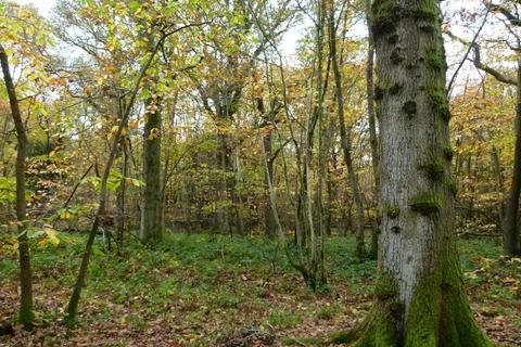 undefined, Puffball Wood, Royal Tunbridge Wells, Kent TN3