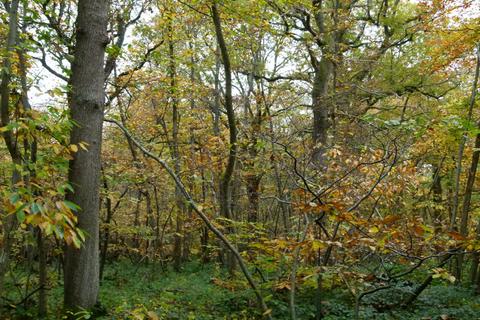 undefined, Puffball Wood, Royal Tunbridge Wells, Kent TN3