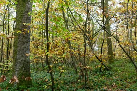 undefined, Puffball Wood, Royal Tunbridge Wells, Kent TN3