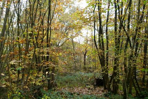 undefined, Puffball Wood, Royal Tunbridge Wells, Kent TN3