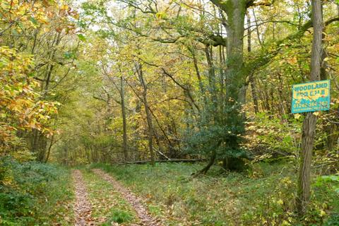 undefined, Puffball Wood, Royal Tunbridge Wells, Kent TN3