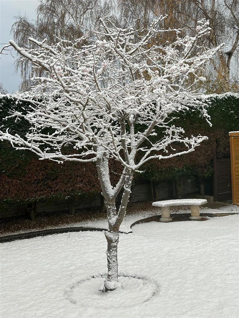 Tree 1 brevere.jpg