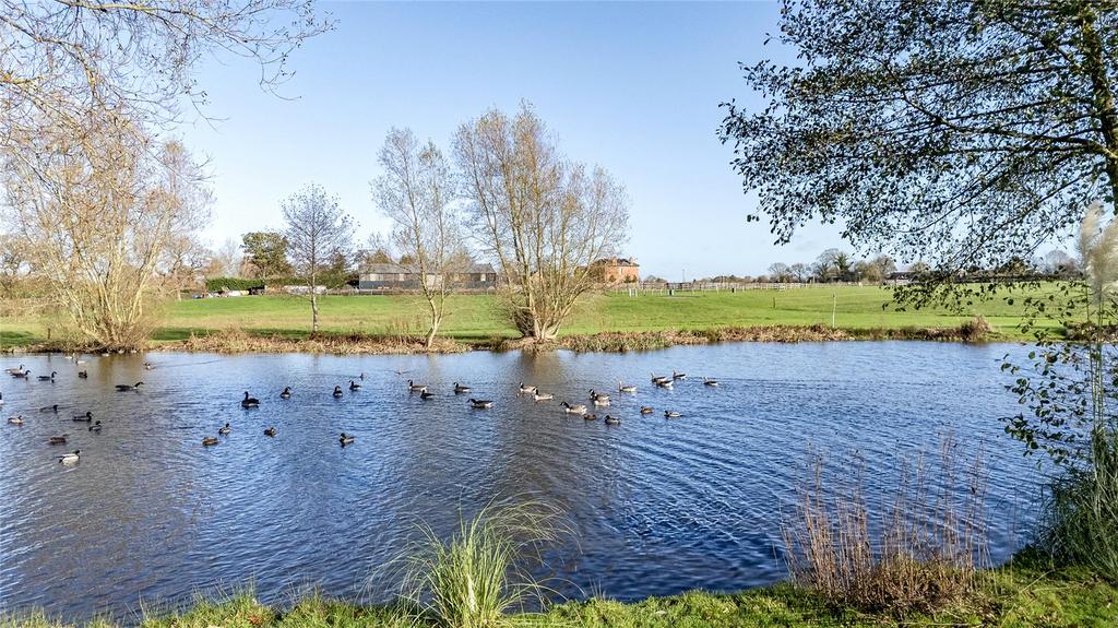 Pond