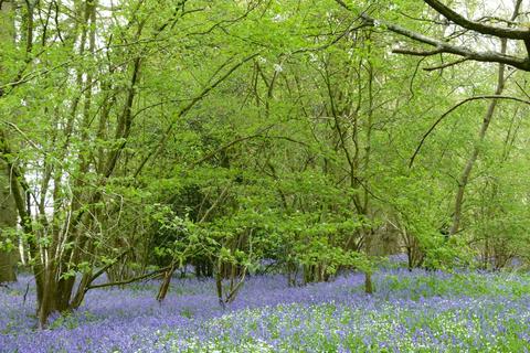 undefined, Oakengrove Wood, nr Henley-on-Thames, Oxfordshire RG9