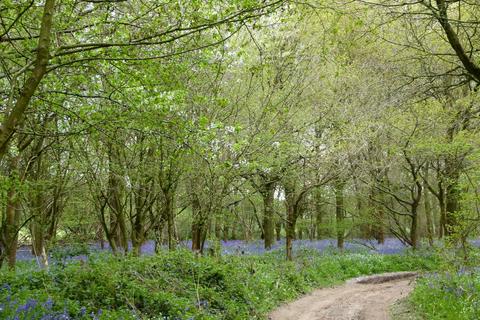 undefined, Oakengrove Wood, nr Henley-on-Thames, Oxfordshire RG9