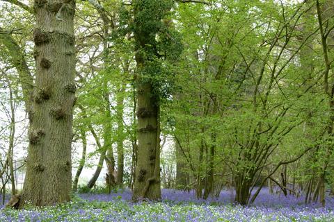 undefined, Oakengrove Wood, nr Henley-on-Thames, Oxfordshire RG9