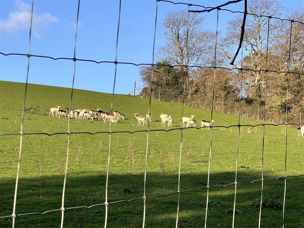 Deer Nunnery Lane.JPG