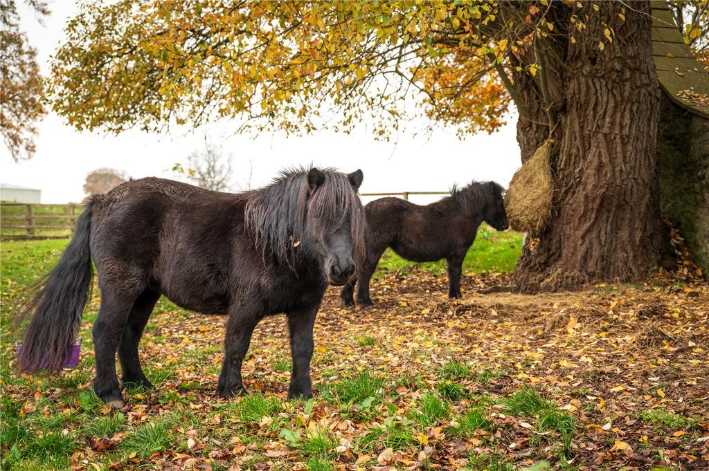 Grazing