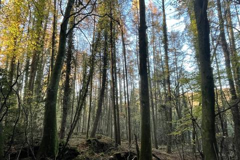 Woodland for sale, Kinsons Plantation, The Narth NP25