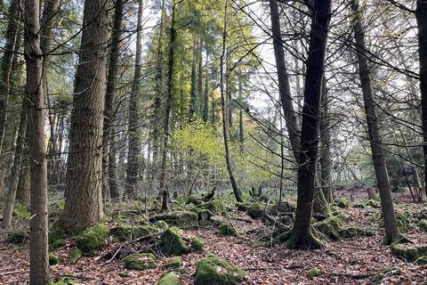Woodland for sale, Kinsons Plantation, The Narth NP25