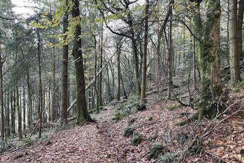 Woodland for sale, Kinsons Plantation, The Narth NP25