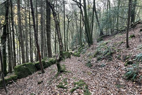 Woodland for sale, Kinsons Plantation, The Narth NP25