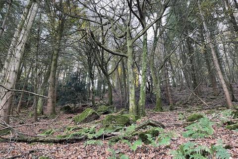 Woodland for sale, Kinsons Plantation, The Narth NP25