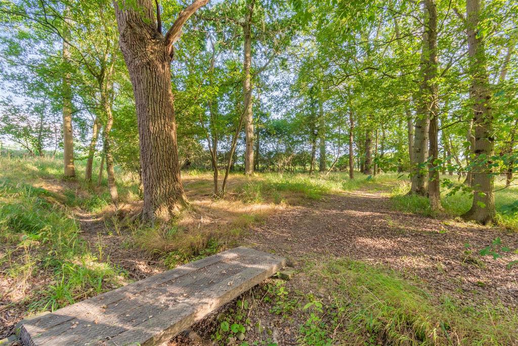 Woods