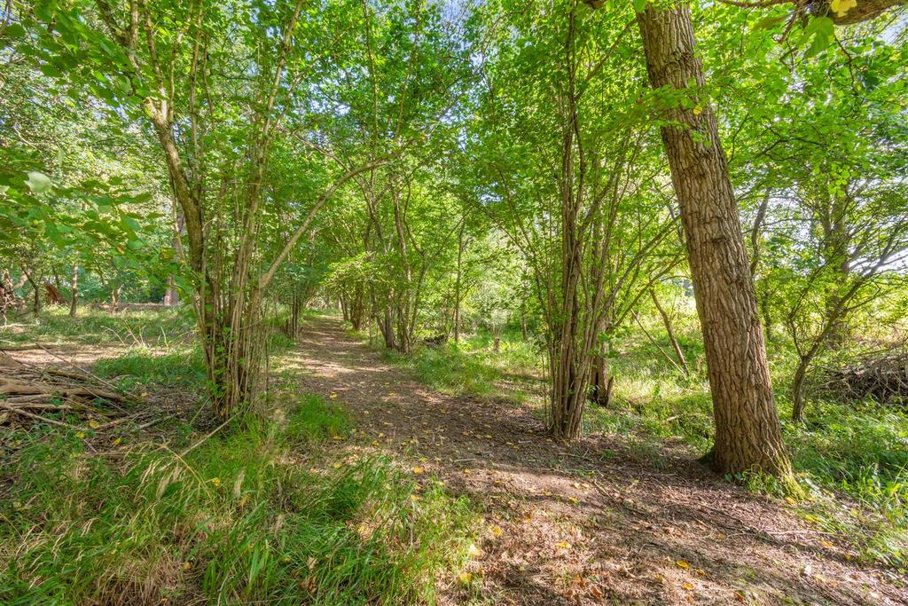 Woods