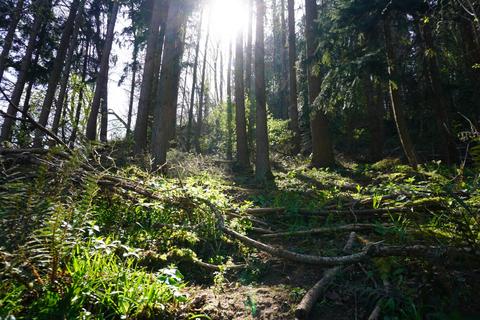 undefined, Craig Farm Wood, Ross-on-Wye, Herefordshire HR9