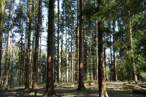undefined, Craig Farm Wood, Ross-on-Wye, Herefordshire HR9