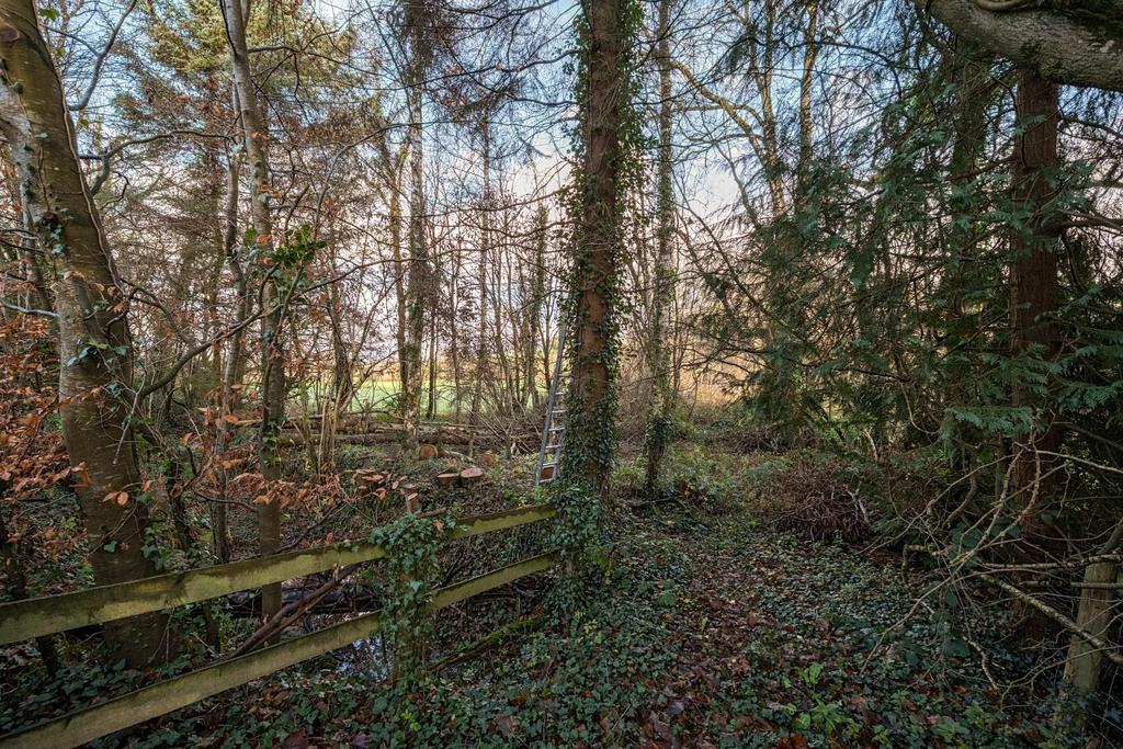 Woodland.jpg