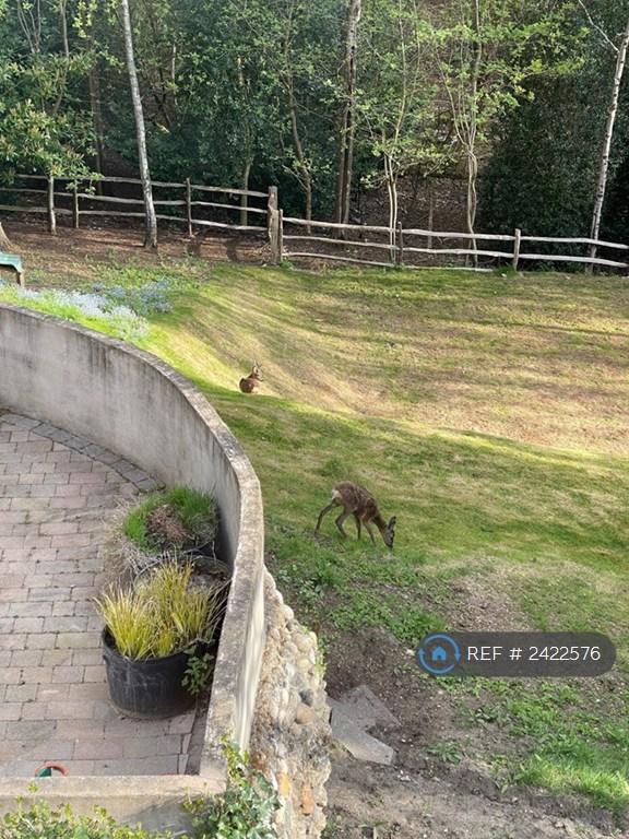 Back Garden