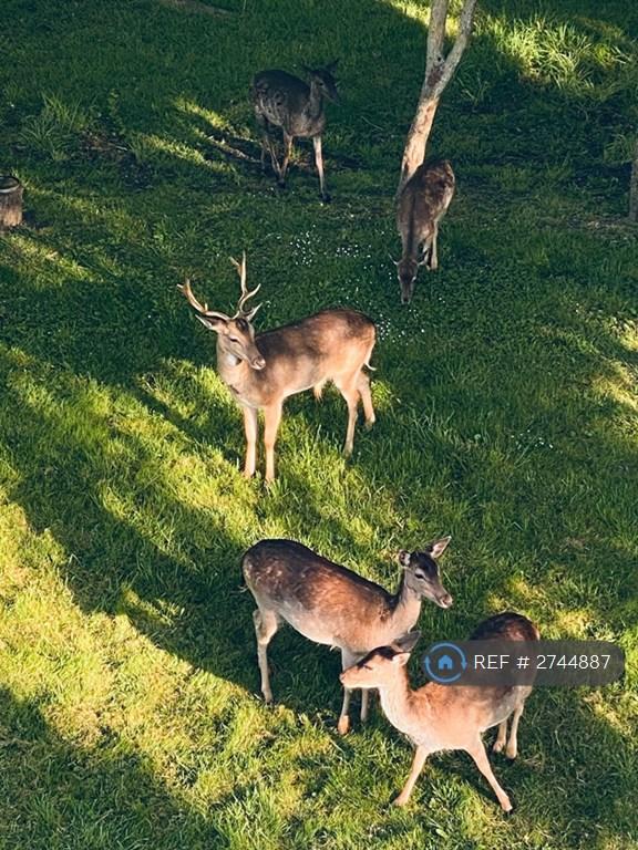 Deer. Regular Visitors.
