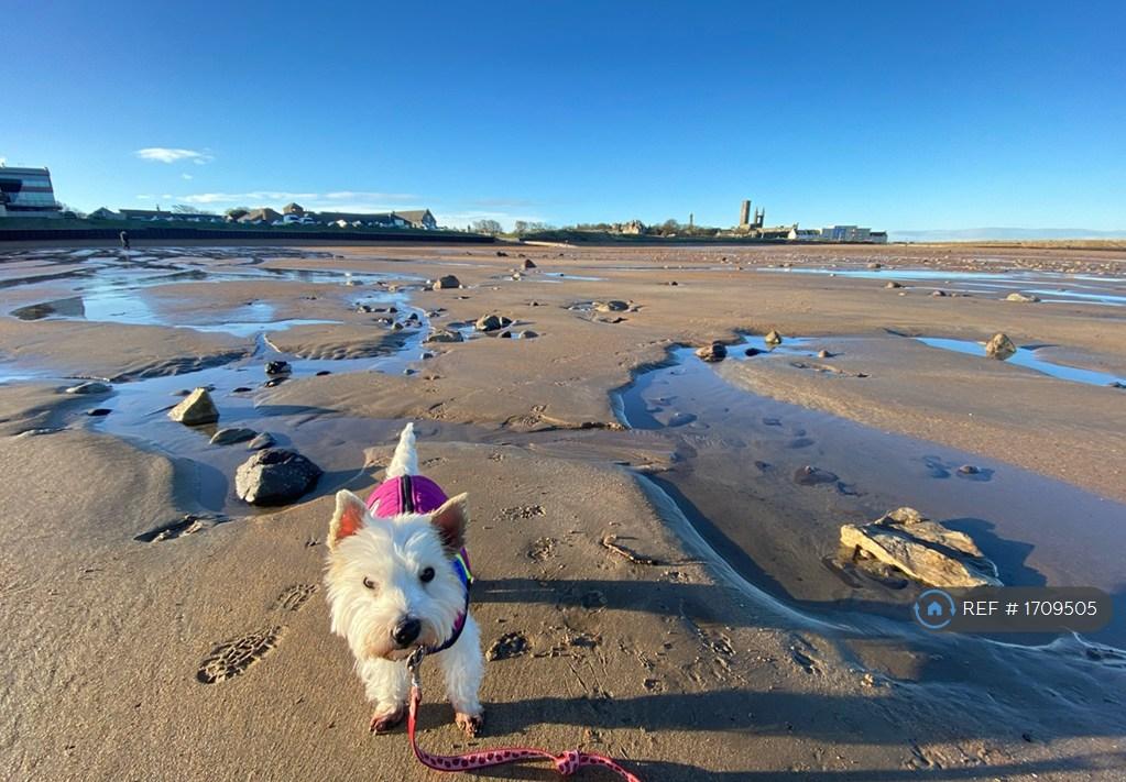 Dogs Eye View In Sand