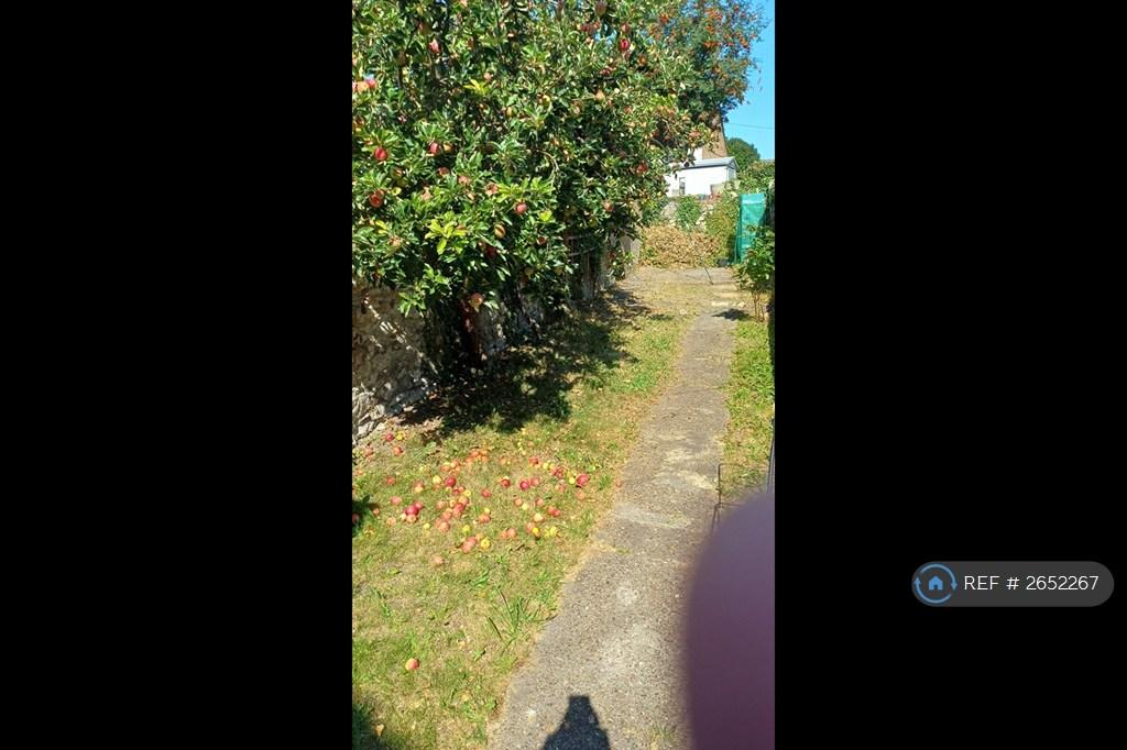 Apple Trees