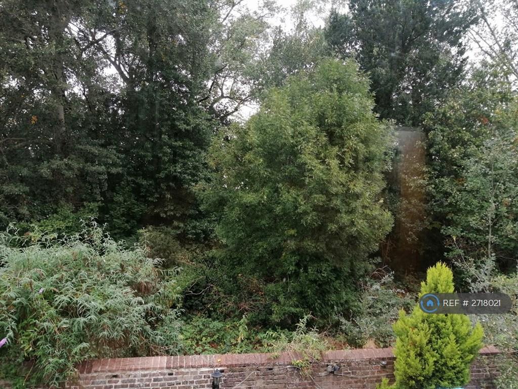 Richmond Park Behind House