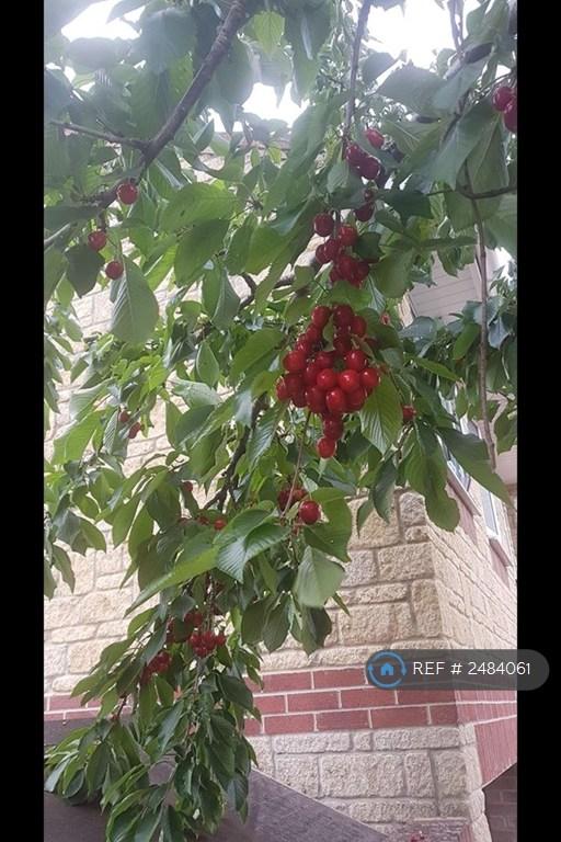 Fruit