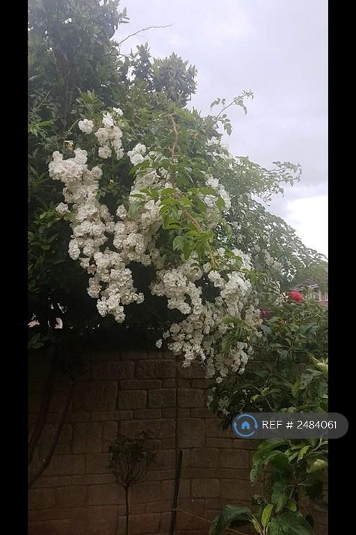 Roses