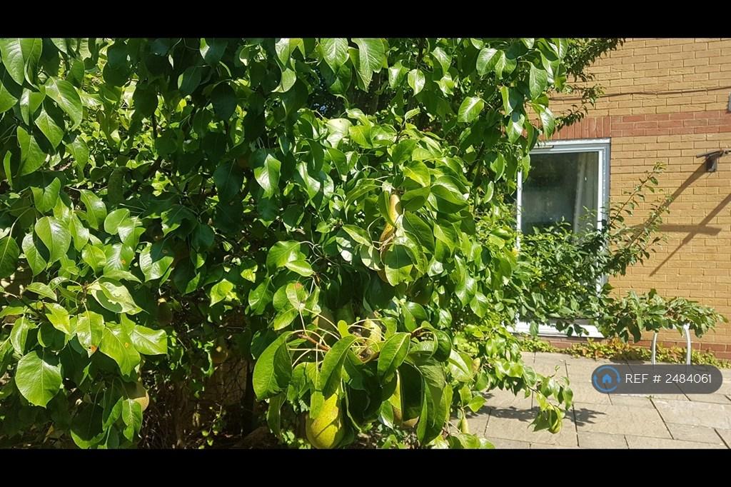 Pears