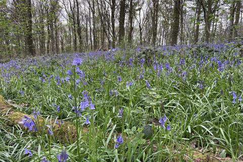 undefined, Broadoak Wood, Doncaster, South Yorkshire DN5