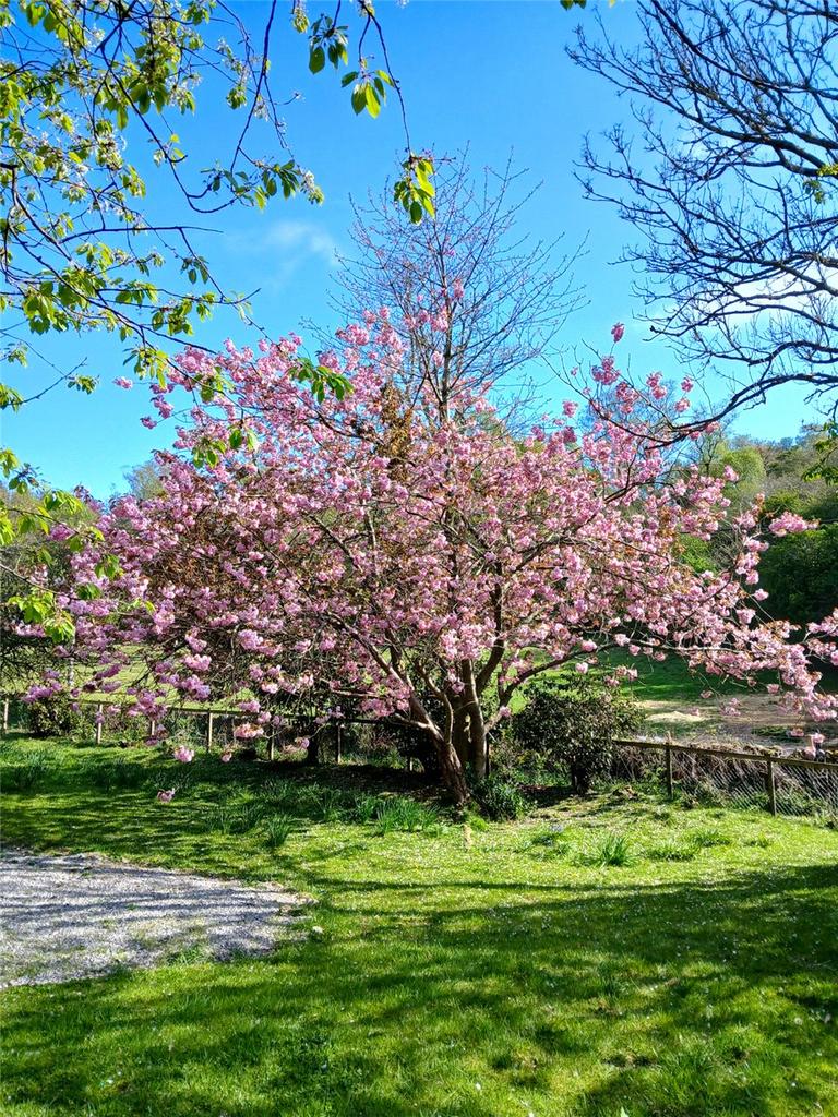 Garden In Spring