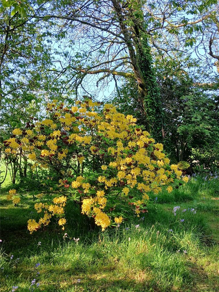 Garden In Spring
